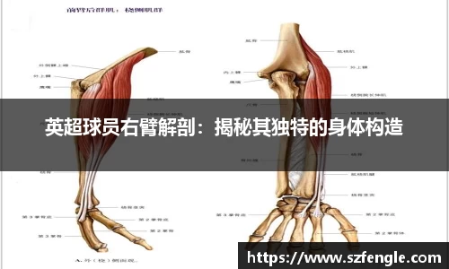 英超球员右臂解剖：揭秘其独特的身体构造